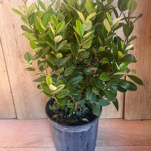 May include: A potted plant with vibrant green and yellow-tinged leaves. The plant is in a dark gray plastic pot, set against a light brown wooden background. The leaves have a glossy texture.