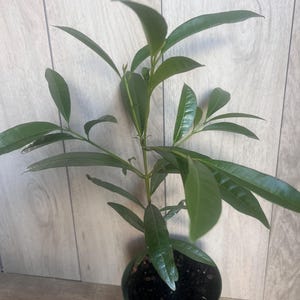 All Spice, Pimenta Dioica, in 6&quot; Pot, Allspice Tree