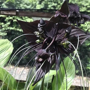 May include: A black orchid with long, thin, dark tendrils. The flower has a unique, almost alien appearance.