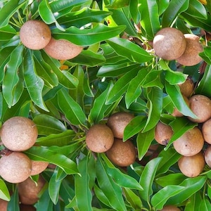 Sapodilla Alano Brown Sugar in 3 gallons pot, Grafted, Sawo, Cheeku, Lamut