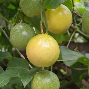 Passion fruit plant in half gallon pot, Panama Red