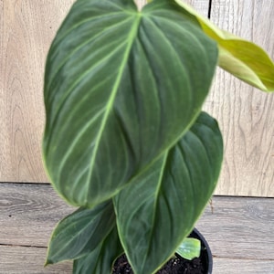 Philodendron Glorious | Philo Glorious in 4&quot; Pot ( Philodendron Gloriosum and Philodendron Melanochrysum )