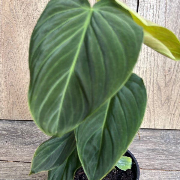 Philodendron Glorious | Philo Glorious in 4" Pot ( Philodendron Gloriosum and Philodendron Melanochrysum )