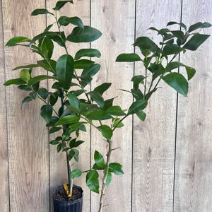 Meyer Lemon in half Gallon Pot