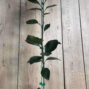 Grafted Shiranui Dekopon Mandarin Orange tree in Half Gallon Pot, Shiranui, Tangerine GRAFTED,  Florida Shipping Only