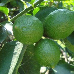 Persian lime Tree in half Gallon Pot, Grafted, Citrus x Latifolia, Bearss Lime, Tahiti Lime, Florida Shipping Only