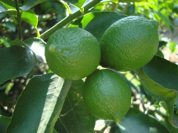 Persian lime Tree in half Gallon Pot, Grafted, Citrus x Latifolia, Bearss Lime, Tahiti Lime, no shipping to ca,az,ak,tx,hi,la,pr,usvi