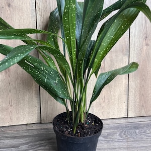 Aspidistra Elatior &#39;Milky Way&#39;  in 6&quot; pot, Cast Ireon Plant