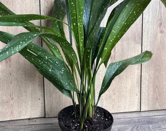 Aspidistra Elatior 'Milky Way'  in 6" pot, Cast Ireon Plant