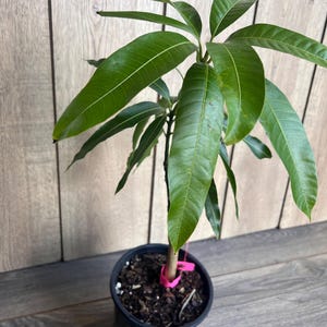 Op de afbeelding: Een kleine mango boom met groene bladeren die in een zwarte pot groeit. De boom is vastgebonden met een roze lint.