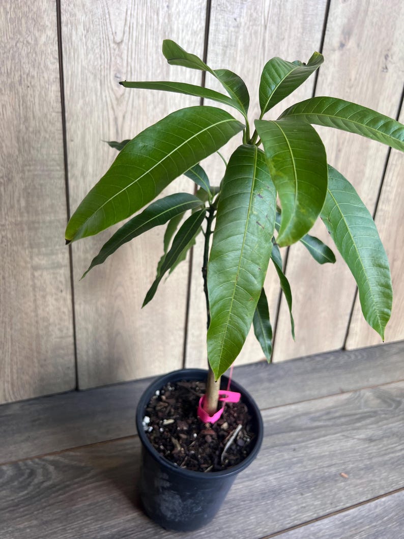 Op de afbeelding: Een kleine mango boom met groene bladeren die in een zwarte pot groeit. De boom is vastgebonden met een roze lint.