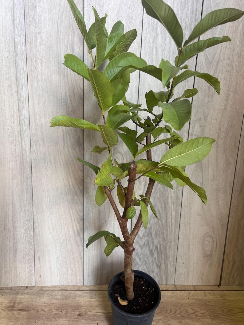 Batu Tree Thai White Guava Tree, Jambu Batu, 6