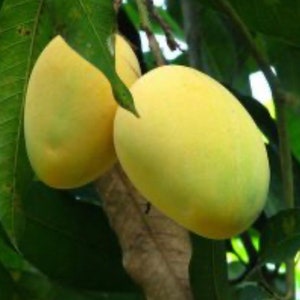 Alphonso mango Tree, Manguifera, grafted in 3 gallons pot, No Ship to  HI