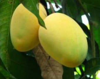 Alphonso mango Tree, Manguifera, grafted in 3 gallons pot