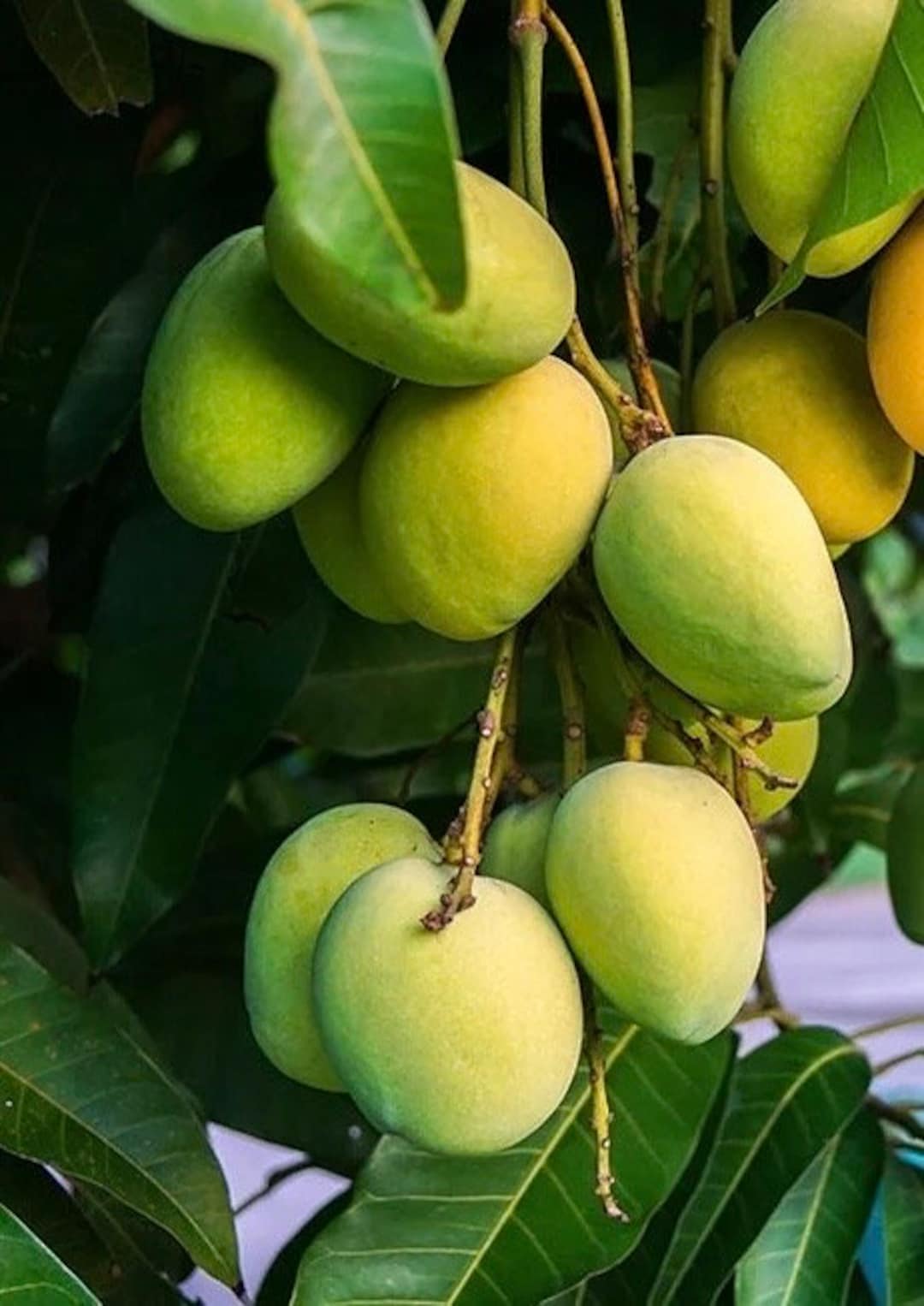 Kesar Mango Tree, Grafted in 3 Gallons Pot, No Ship to CA and HI - Etsy