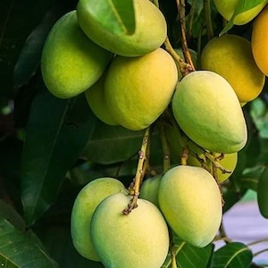 May include: A cluster of green mangoes hanging from a tree branch. The mangoes are various sizes and shapes, with some being more yellow than green.