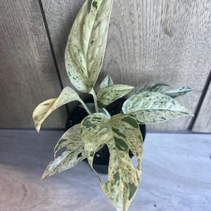 Skeleton Key Philodendron - Etsy
