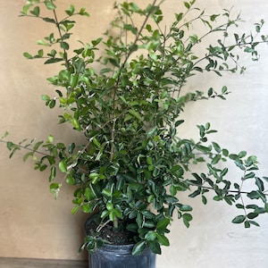 May include: A potted green plant with small, dark green leaves. The plant is in a black plastic pot with a textured surface.