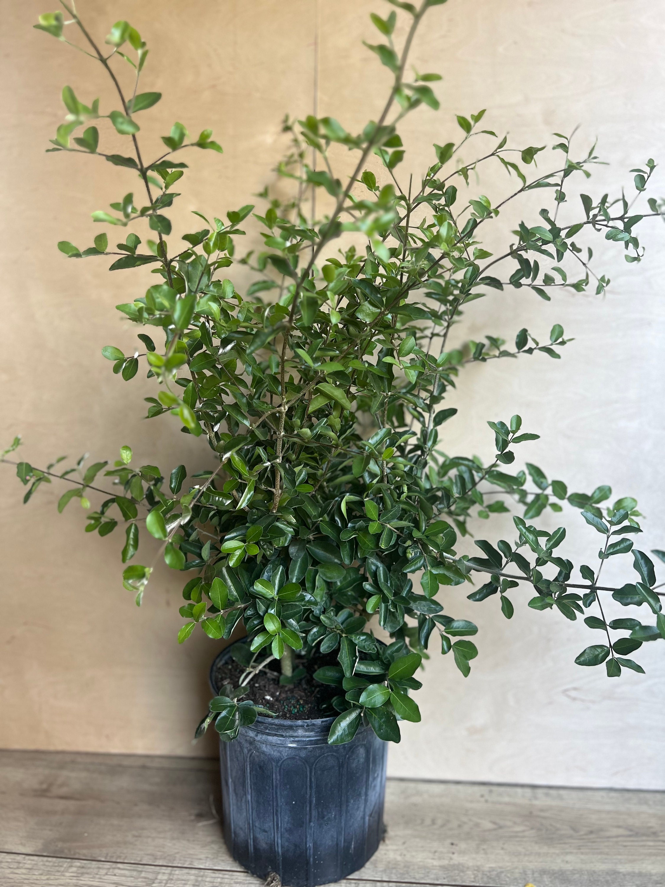 buy plants on amazon Amazon Sword Plant for Sale main image 0