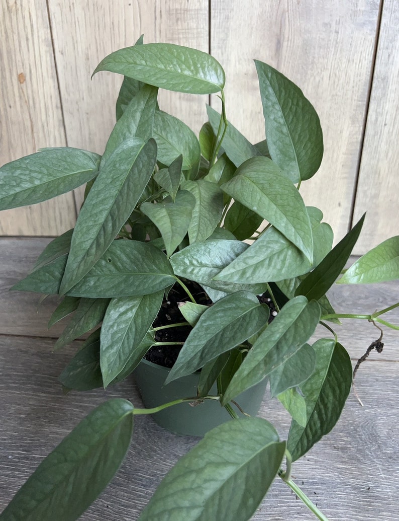 Cebu Blue Pothos