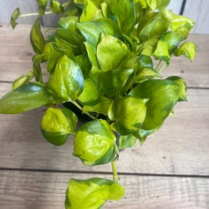 May include: A vibrant houseplant with bright green and yellow variegated leaves. The plant has multiple stems and is in a dark pot. The leaves are heart-shaped and have a glossy texture. The plant is a popular choice for indoor decor.