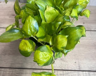 Epipremnum aureum, Neon Joy in 6" Pot,   Neon Devil’s Ivy