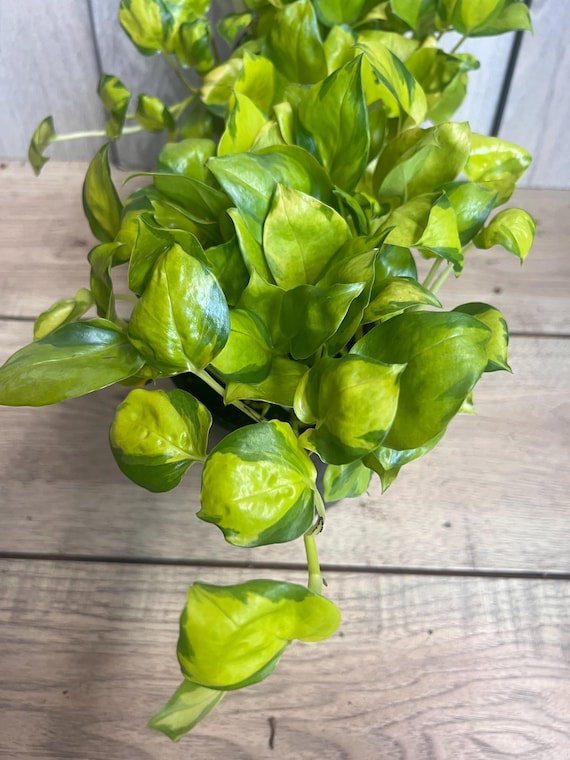 Epipremnum aureum, Neon Joy in 6" Pot, Neon Devil’s Ivy