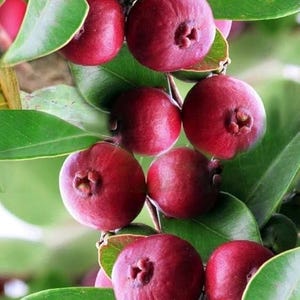 May include: Close-up of a cluster of ripe, round, dark red fruits with a small, textured indentation at the top. The fruits are surrounded by vibrant green leaves. The image showcases the natural beauty of the fruit.
