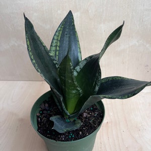 Sansevieria Whitney, Sansevieria Silver Flame, in 6 Inches pot, Mother in law image 7