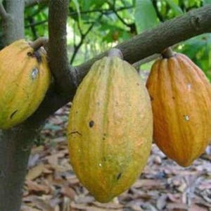 May include: Three cacao pods hanging from a tree branch. The pods are yellow and orange, with a textured surface and dark spots. The background shows green leaves and a brown tree trunk.