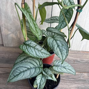 Monstera Siltepecana - Etsy