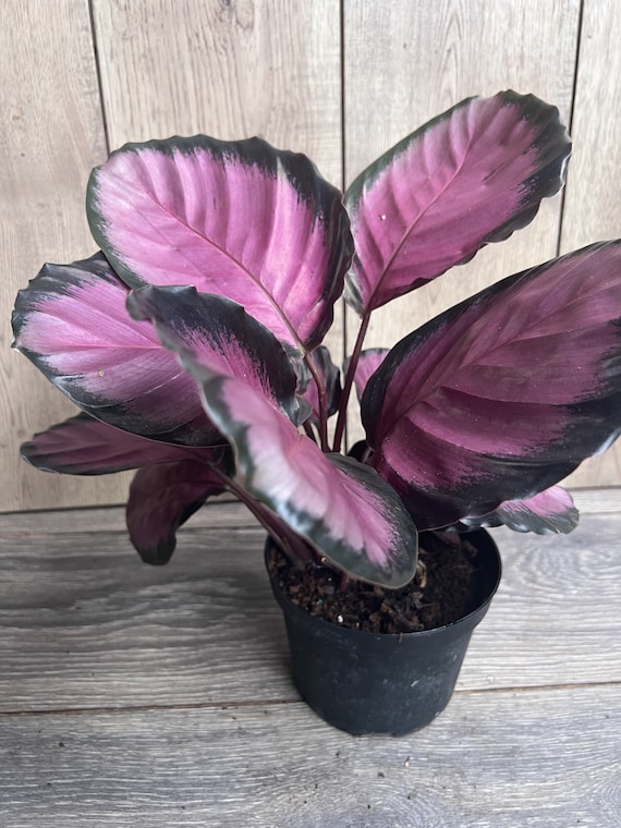 Calathea Pink Star in 6" Pot - Etsy