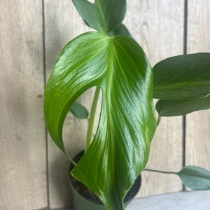 May include: A vibrant green plant with large, glossy leaves. The leaves have a unique shape with a distinctive hole in one of them. The plant is potted in a small green pot, set against a light wood-grain background.