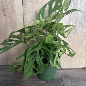 Puede incluir: Una planta de Monstera Adansonii, tambi&eacute;n conocida como planta de queso suizo, con hojas verdes perforadas. La planta est&aacute; en una maceta verde oscuro, sobre un fondo de madera.