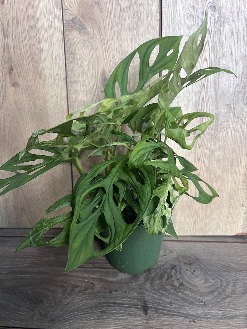 Puede incluir: Una planta de Monstera Adansonii, tambi&eacute;n conocida como planta de queso suizo, con hojas verdes perforadas. La planta est&aacute; en una maceta verde oscuro, sobre un fondo de madera.