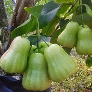 Green Wax apple, in 3 gallons, air layered, rose apple, jambu air, No Ship to CA and HI