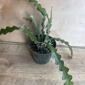 May include: A small green pot with a cactus plant with green, wavy leaves. The plant is growing in a dark green pot with a brown background.