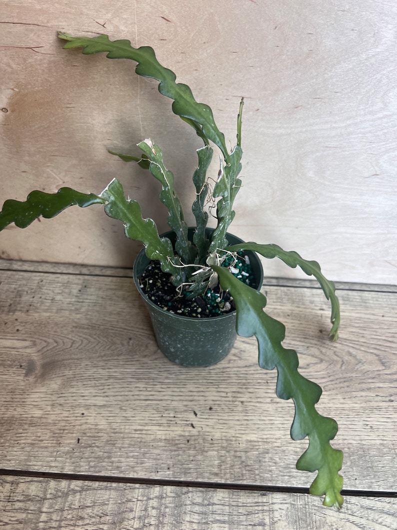 May include: A small green pot with a cactus plant with green, wavy leaves. The plant is growing in a dark green pot with a brown background.