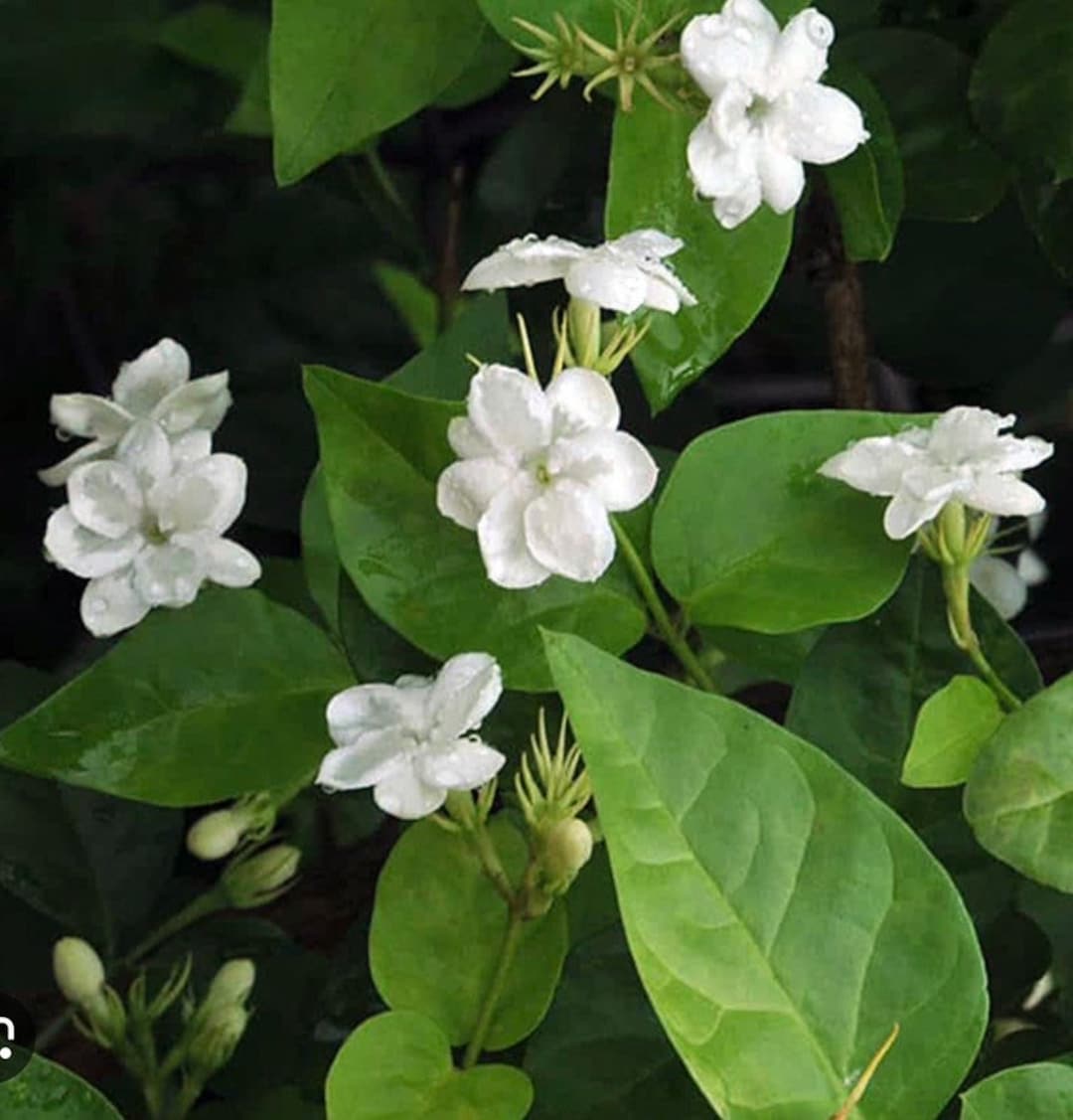 jasmine Arabian Jasmine Plant, Fragrant White Flowers, 4