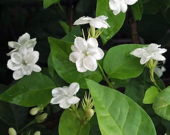 Sambac Arabian Jasmine Low Maintenance Live Plant, 6" Pot, Fragrance, Flowers and Brilliant Green Leaves