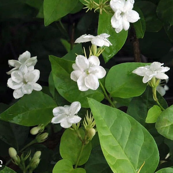Sambac Arabian Jasmine Low Maintenance Live Plant, 6" Pot, Fragrance, Flowers and Brilliant Green Leaves