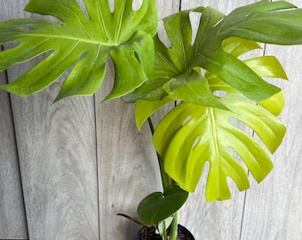 Form #6 | Monstera Deliciosa | Bangkok Plant Show Monstera Winner