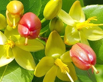 Ochna serrulata, mickey mouse plant in 6" Pot