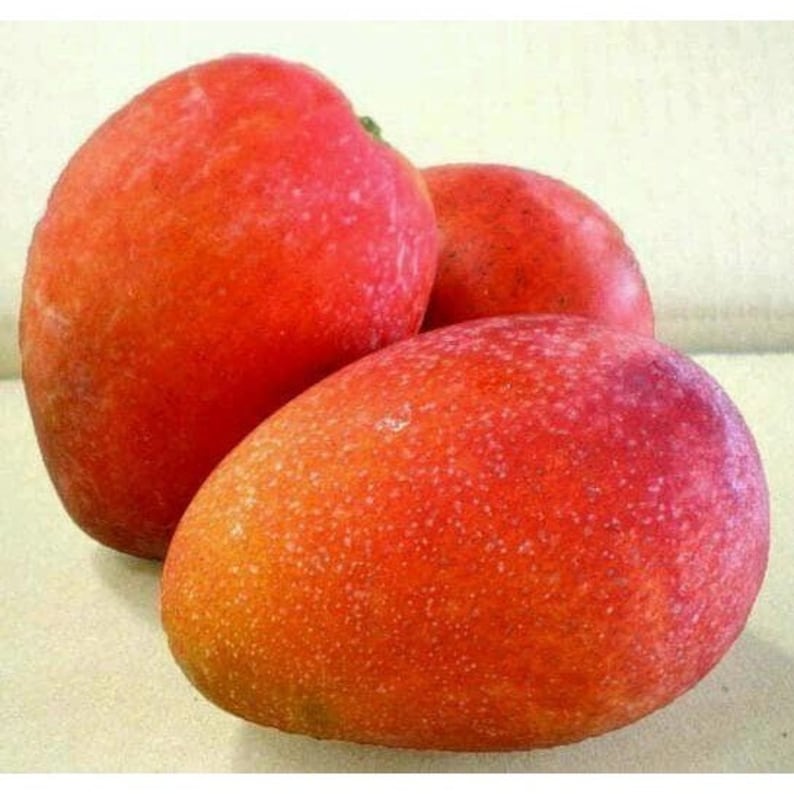 Java Mango Jakarta Mango in 3 Gallons, Grafted, No Ship to CA and HI - Etsy