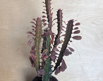 Trigona Purple in 4", African Milk Tree, Cactus, Succulent, Live plant