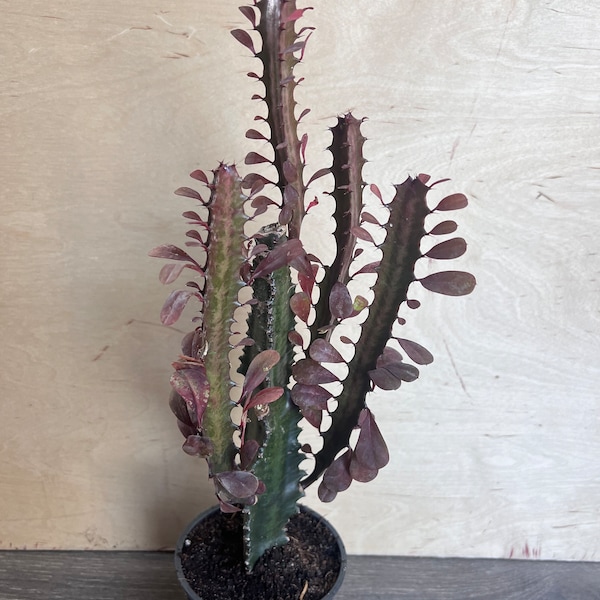 Trigona Purple in 4", African Milk Tree, Cactus, Succulent, Live plant