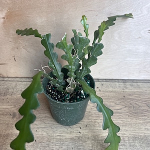 May include: A small green pot with a green cactus plant with long, thin, wavy stems. The plant is growing in a small pot with brown soil and green and black decorative stones.
