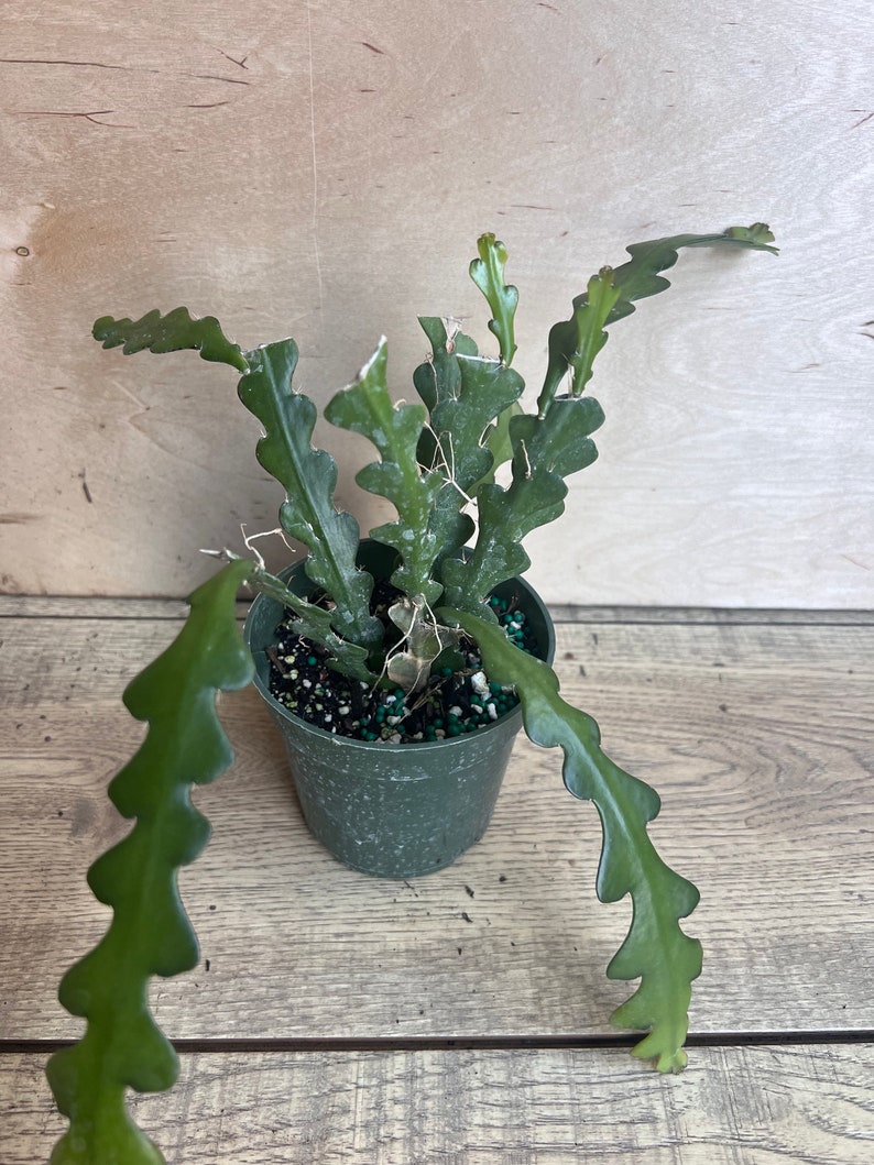 May include: A small green pot with a green cactus plant with long, thin, wavy stems. The plant is growing in a small pot with brown soil and green and black decorative stones.
