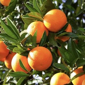 Washington Navel Orange Tree in half Gallon Pot, Grafted,  Florida Shipping Only