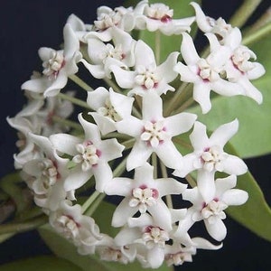 Hoya Australis Lisa in 6&quot;Pot
